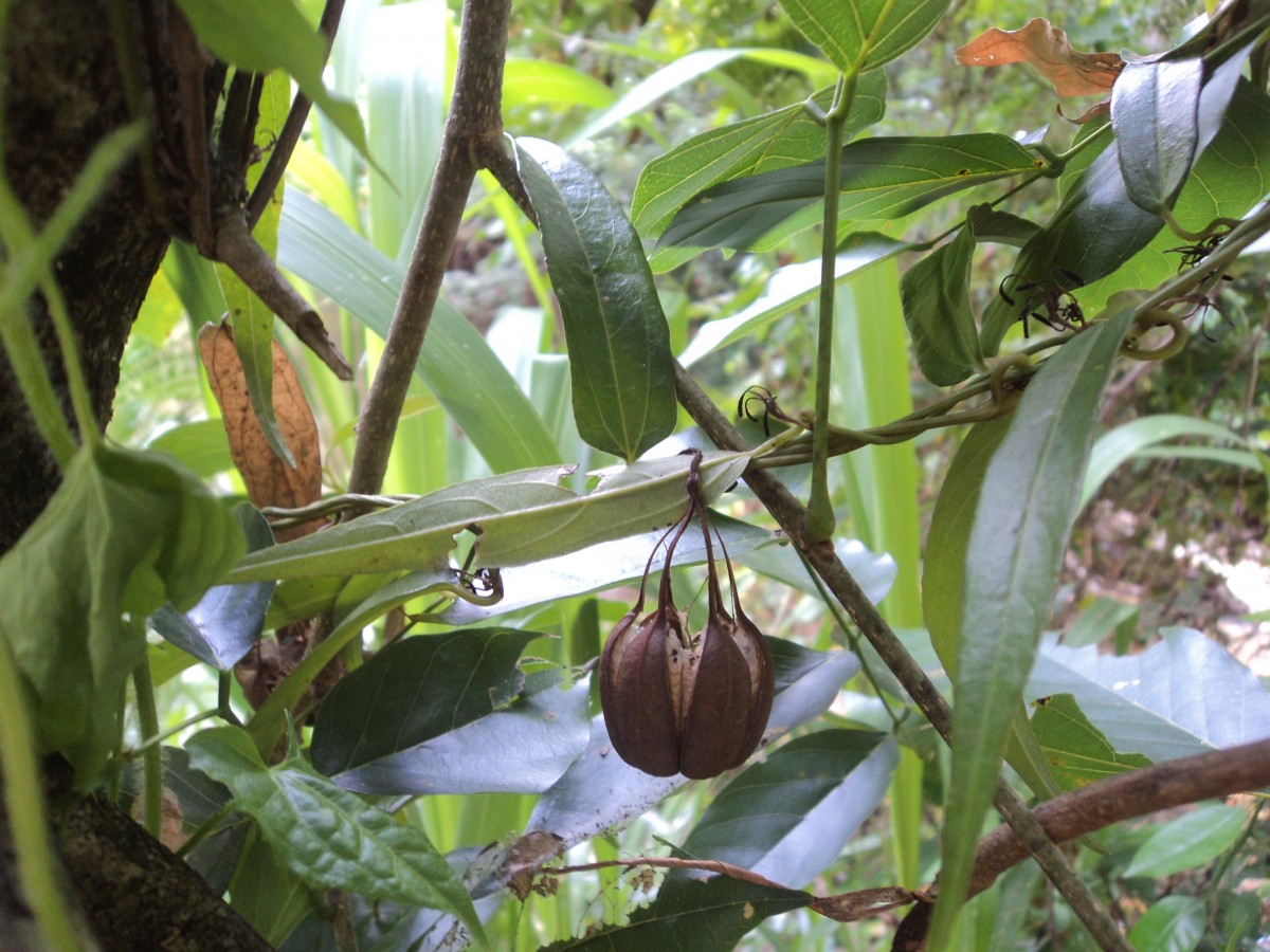 Aristolochia indica L.